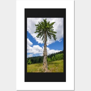 Secular fir tree on mountains Posters and Art